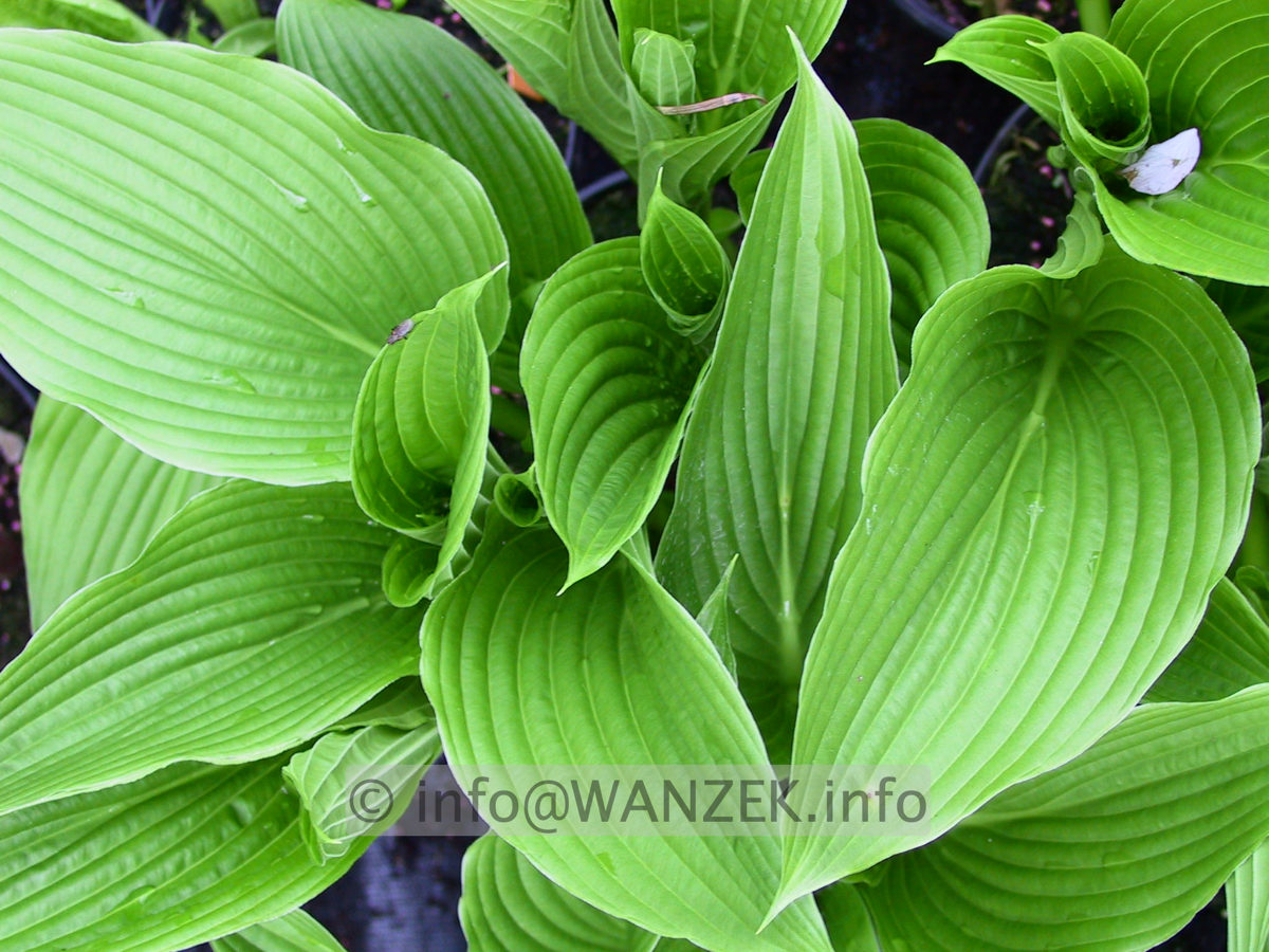Hosta montana Praeflorens Austrieb.jpg